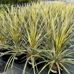 Kordylína austrálska (Cordyline australis) ´TORBAY DAZZLER´ - výška 60-80 cm, kont. C3L (-12°C)